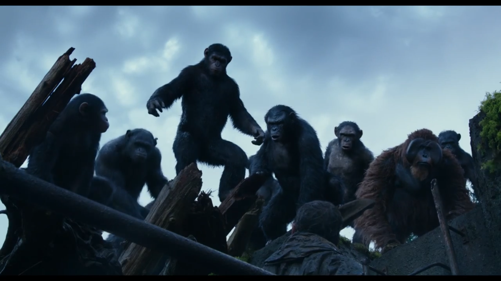 Apes on high ground