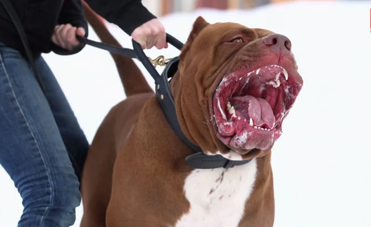 Hulk Attack - JAYFORCE.COM