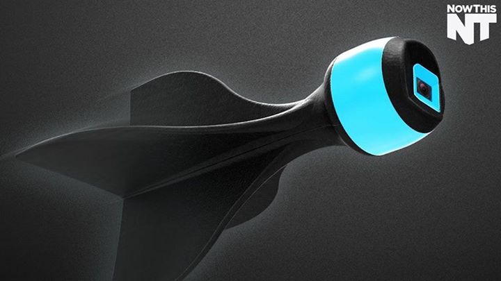 14411810_1258772024163975_8457755032140382208_n